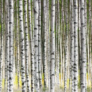 1000020 CUSTOMISE WALLPAPER