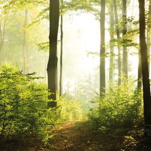 1000021 CUSTOMISE WALLPAPER