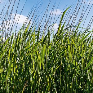 1000072 CUSTOMISE WALLPAPER