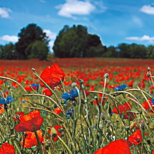 1000073 CUSTOMISE WALLPAPER