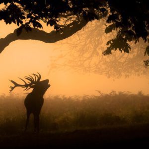 1000076 CUSTOMISE WALLPAPER