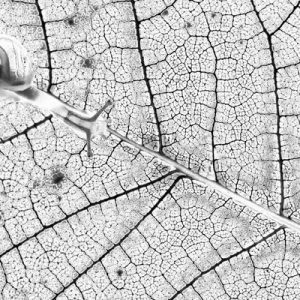 1000077 CUSTOMISE WALLPAPER