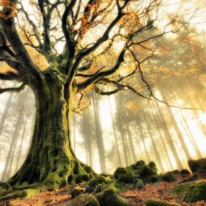 1000078 CUSTOMISE WALLPAPER