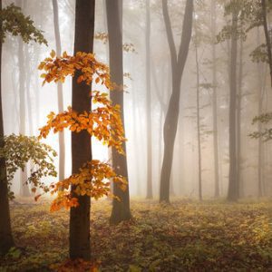 1000080 CUSTOMISE WALLPAPER