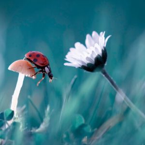 1000083 CUSTOMISE WALLPAPER