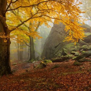 1000085 CUSTOMISE WALLPAPER