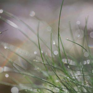 1000088 CUSTOMISE WALLPAPER