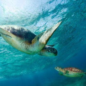 1000091 CUSTOMISE WALLPAPER