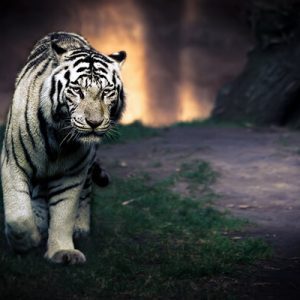 1000094 CUSTOMISE WALLPAPER