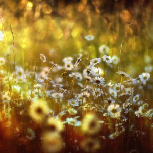 1000101 CUSTOMISE WALLPAPER