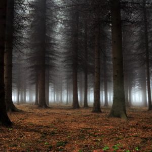 1000104 CUSTOMISE WALLPAPER