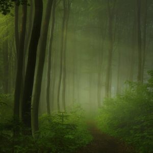 1000107 CUSTOMISE WALLPAPER