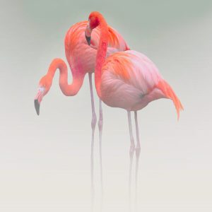 1000108 CUSTOMISE WALLPAPER