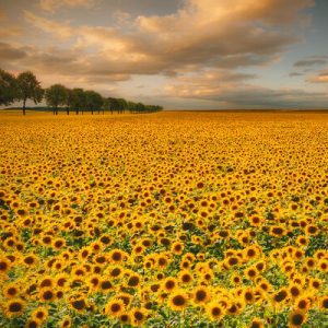 1000111 CUSTOMISE WALLPAPER