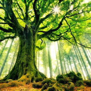 1000134 CUSTOMISE WALLPAPER