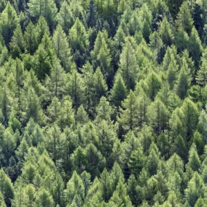 Whiteline décor wallpaper